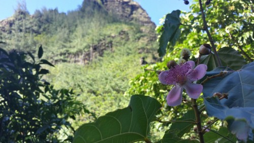 Easy Garden Trail After Intense Kayak Adventure.