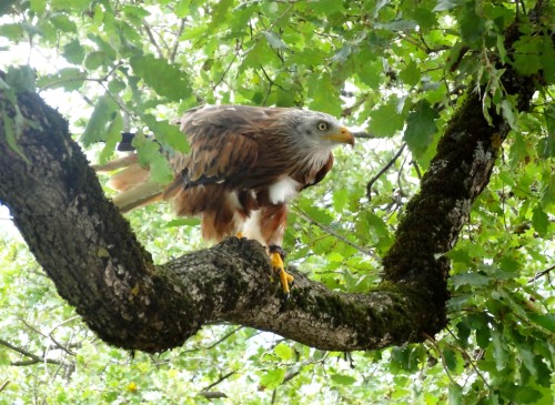 Une série sur les aigles, buses et autres grands rapaces diurnes&hellip; Ici, ils sont en