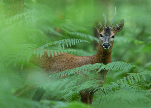 Roe Deer Buck in Ancient Woodland by Alan MacKenzie www.alanmackenziephotography.com | Facebook