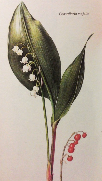 purest-witch:some beautiful old botanical illustrations from a gardening book I own ❀