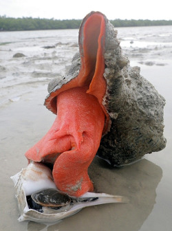 asapscience:  The biggest snail on Earth? It’s the largest species of gastropod in American waters, anyway. Lovingly referred to as the Florida horse conch, Triplofusus giganteus is a marine mollusc, whose enormous size and orange body makes it distinguis