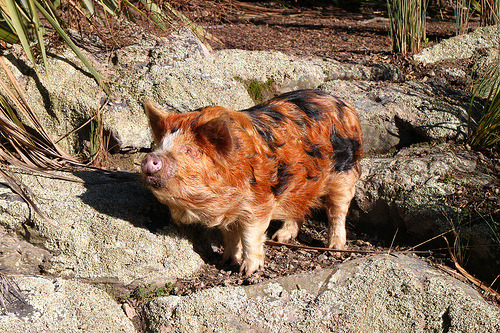 fuckyeahungulates:Kunekune Pig (Sus scrofa domestica)