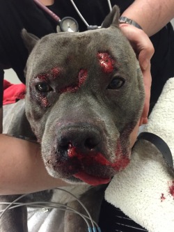 setbabiesonfire:  asexualequestrian:  fallinginparadise:  Our dog had gotten out on New Year’s Eve while we were celebrating and was hit head-on by a car. The owner of the car isn’t taking any responsibility for his actions and isn’t willing to