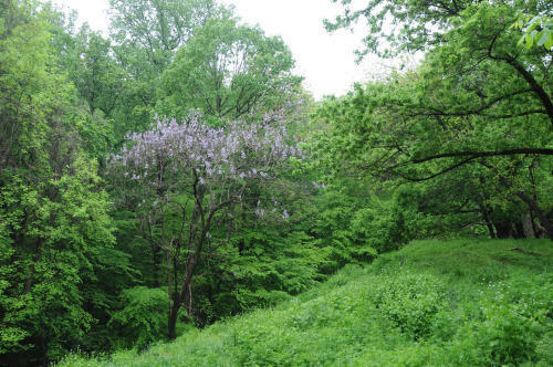 Paulownia tomentosa tree blooming by John Leszczynski