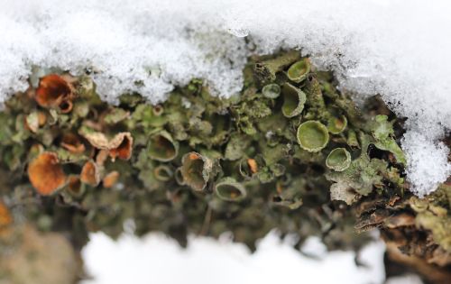 lichenaday:Pleurosticta acetabulumThis foliose lichen grows in round patched up to 15 cm in diameter