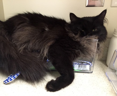 keighleamartin: Photo diary // Happy #blackcatappreciationday to our live-in rescue Dweezil. © 