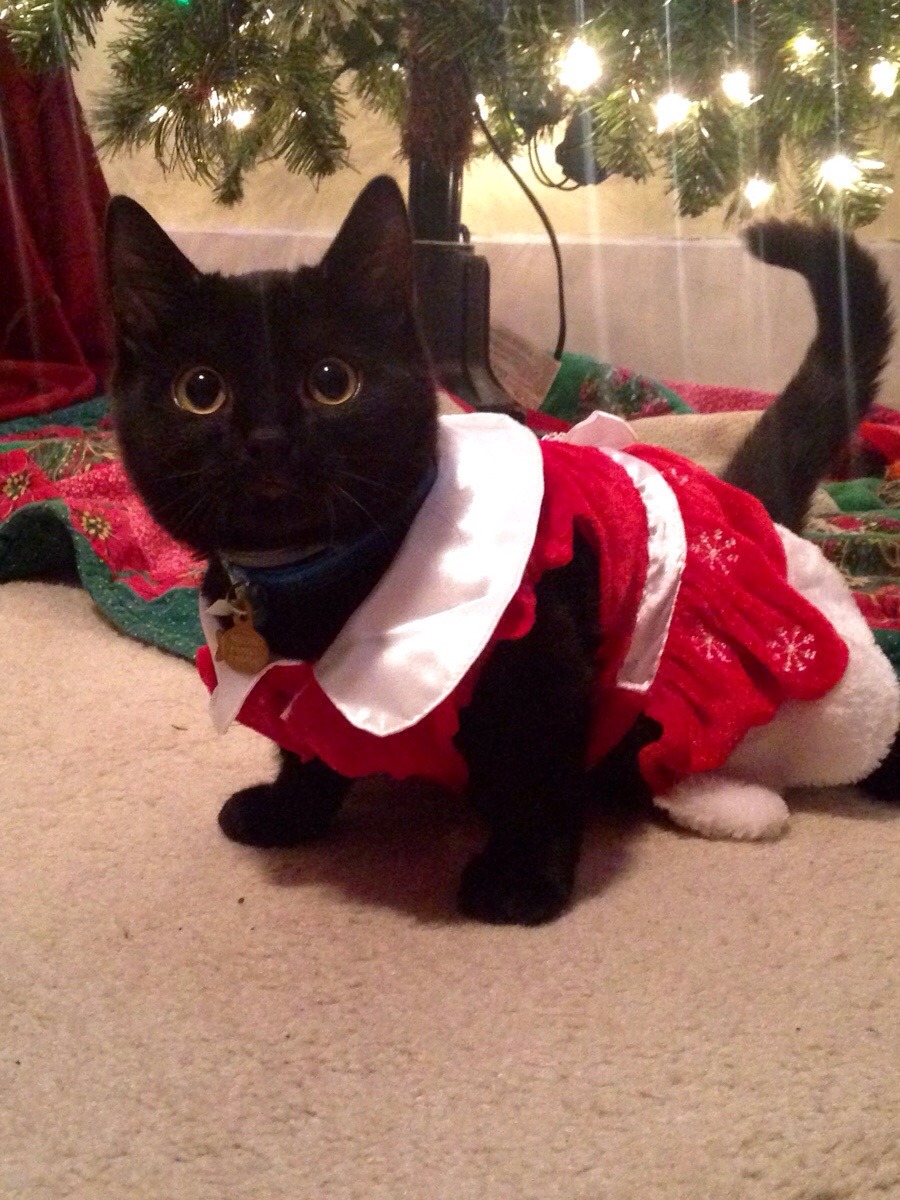 awwww-cute:  She STILL stared at me the entire time (christmas edition)