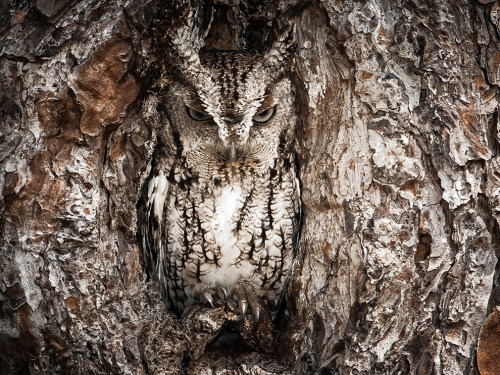 Portrait of an Eastern Screech Owl by Graham McGeorge. (via The Most Spectacular Wildlife Photos Fro