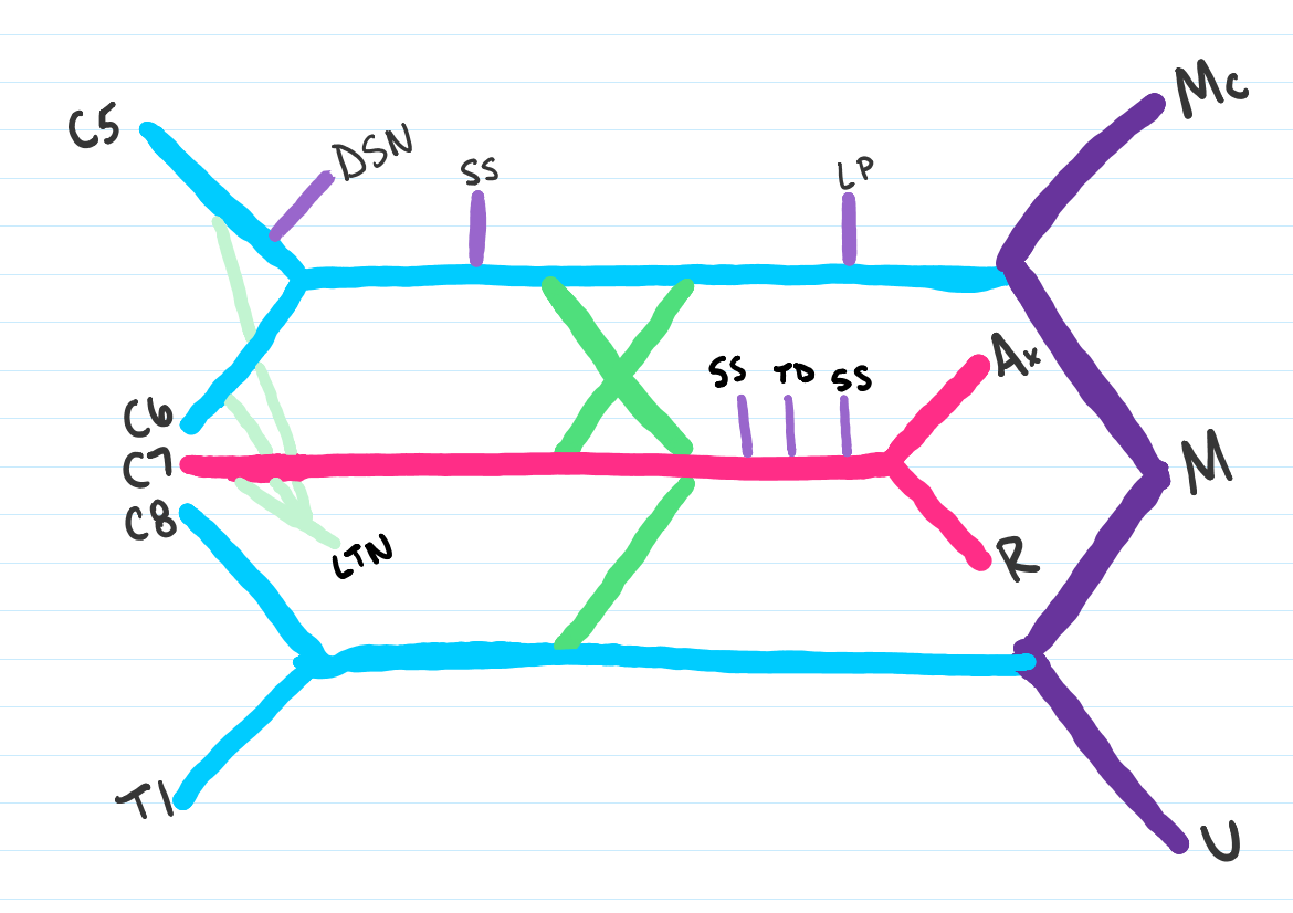 Medschoolmanic Presents: Brachial Plexus Made Easy!