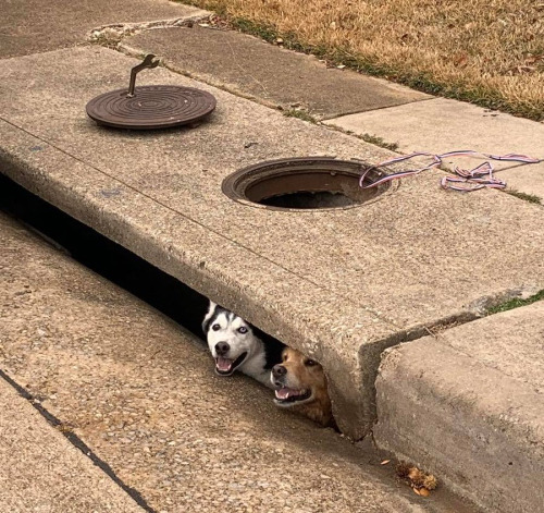 cutepetsuwu: These derps got stuck in a storm drain. I don’t think they’re worried.