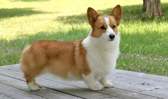 kintatsujo: dandelion-faery:  silverhawk:  silverhawk:  one of my favorite corgi facts - besides how they’re the breed where the term ‘sploot’ comes from bc of how they lay down - is that they’re one of the ONLY small dog breeds that are perfect