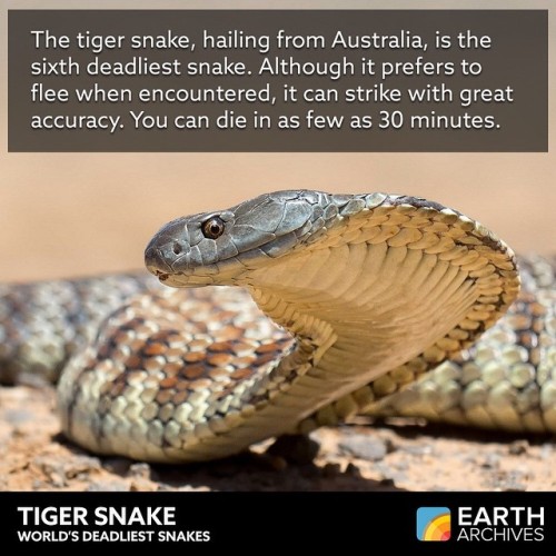 Tiger snake females are viviparous, meaning they give birth to live young and don’t lay eggs. You kn