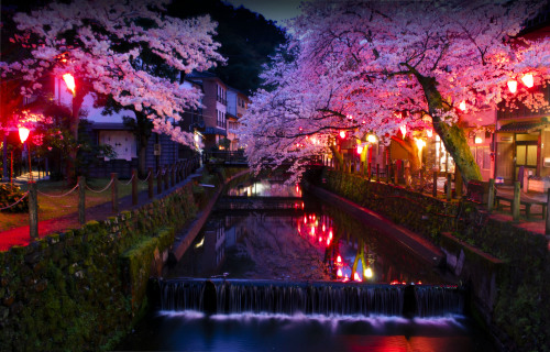 ourbedtimedreams:kinosaki blossom by simon staceyVia Flickr:kansai onsen town during japans cherry b