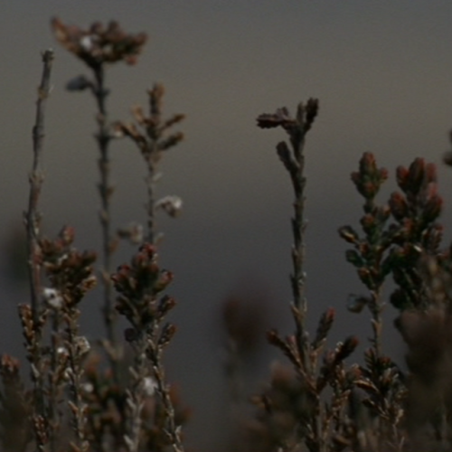 dreamyfilms: jane eyre (2006, dir. susanna white | moodboard)