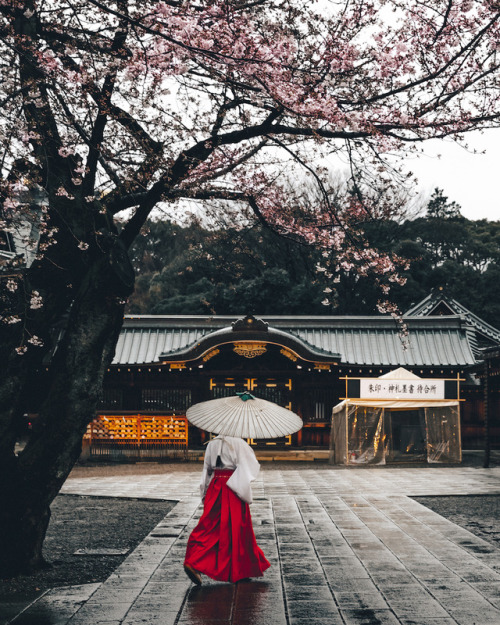 446i: Yasukuni Shine     Instagram / Facebook / Twitter 