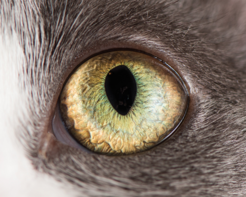 catsbeaversandducks: Cat Eyes Photos by ©The Great Went Pet Photography