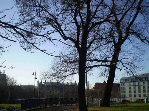 Trees in city Wroclaw, Poland.