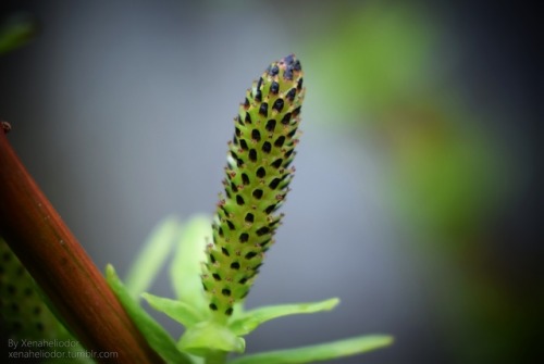 ~ Speckle Spire ~ Can anyone tell me what these are called please? I’ve tried describing them on goo