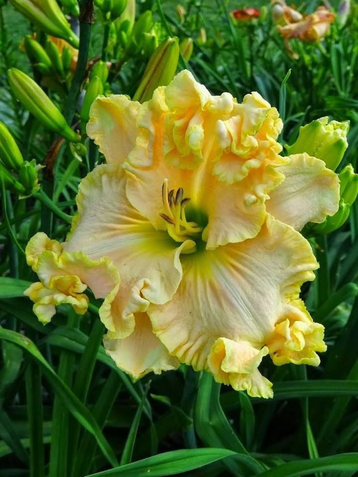 love-stephan:  flowersgardenlove:  Hémérocalle Beautiful gorgeous pretty flowers
