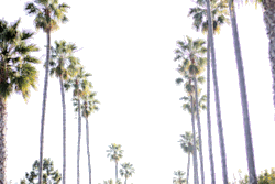 purifyed:  awklicious:  some transparent palm trees for yo blawg  omg they’re actually transparent wow 