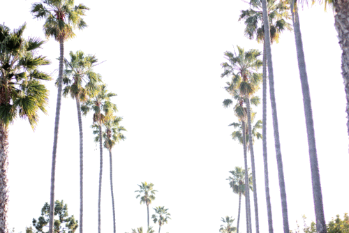 st-orm:  purifyed:  awklicious:  some transparent palm trees for yo blawg  omg they’re actually tran