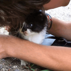 shay-gnar:  this is literally the moment we found scout!  I had never dealt with kittens, or cats at all, before and being stupid old me I thought he would drink from a bowl of milk  we soon took him home and bottle fed him pumpkin and raw cows milk 😊