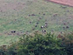 yearatwoldtop:   1st September - Belted Galloways chilling on a windy Sunday afternoon. 