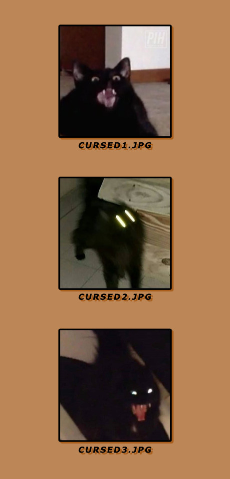 Lockscreens - Cursed Cats original pictures belong... - Tumbex