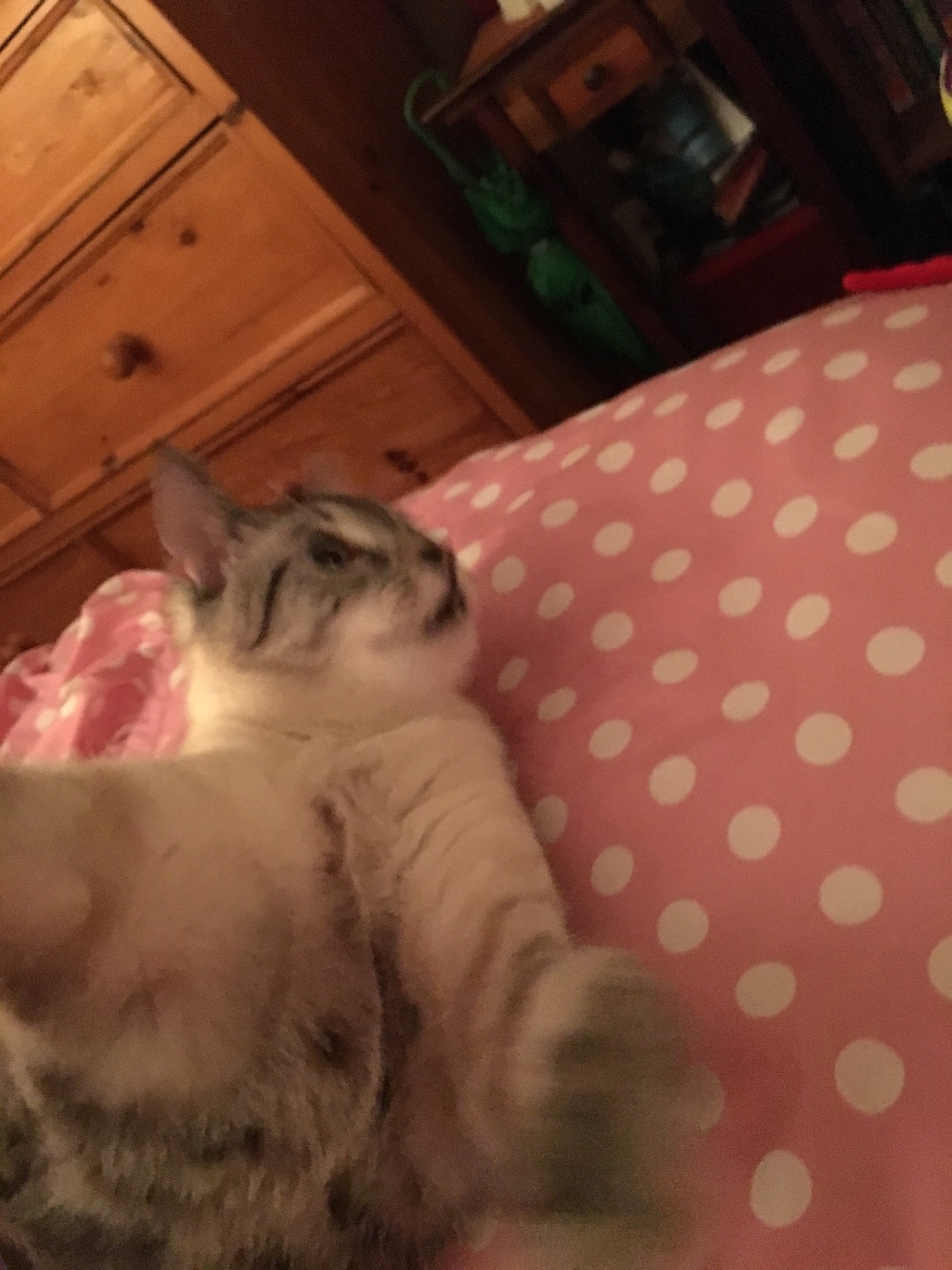 unflatteringcatselfies:  Hannibal’s constant state is unflattering. Everyone loves