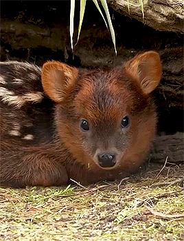 Newborn Pudu Fawn Named Petal Via The San Diego Zoo
