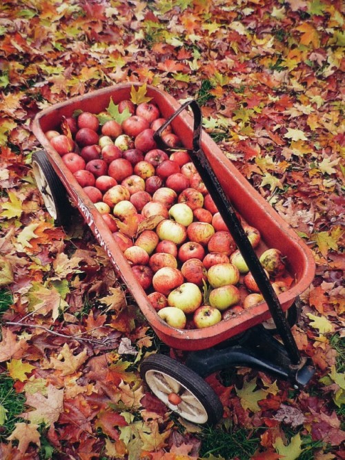 autumn apples