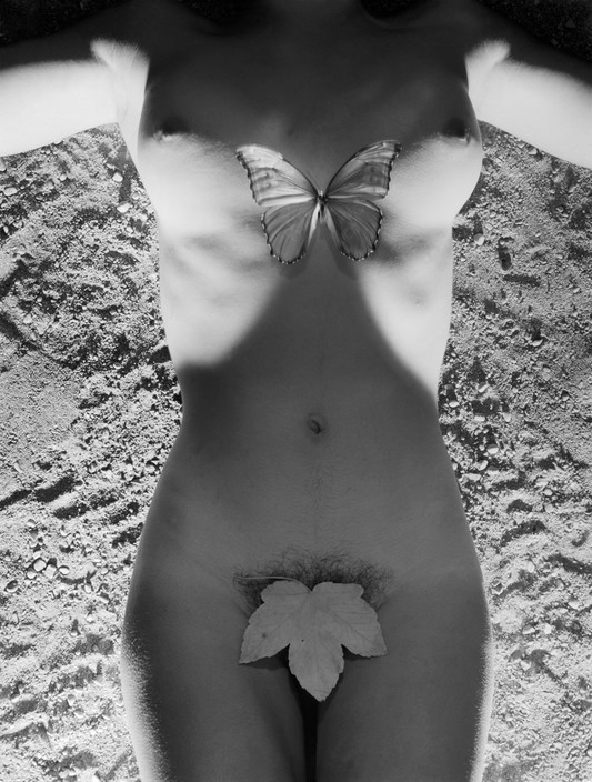 ignacioararipe:    Butterfly, 1941 , Werner Bischof   