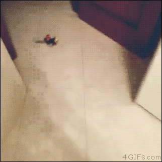 4gifs:  Ubirb. [video]