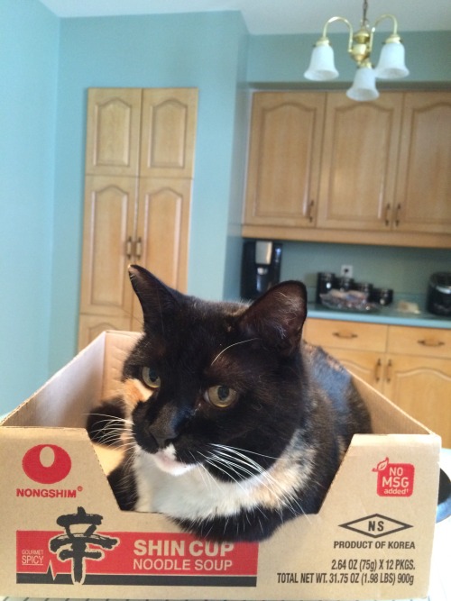 drakes-eyebrows: This box of cup ramen looks suspiciously like a cat…