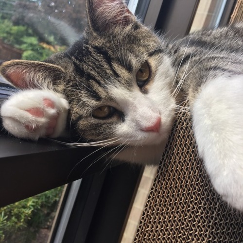 howdoyouevencute: I just thought I’d share some of the pictures of the cats I work with