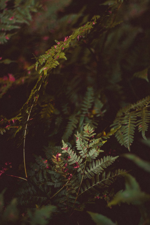 rabbitinthemeadow: A soft September wind rolls through the meadowAs crimson spangled boughs shudder 