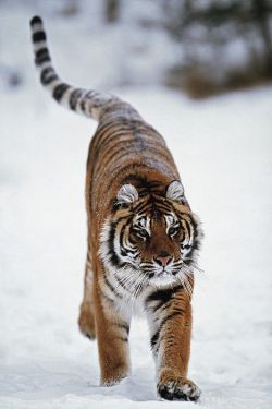 wolverxne:  Siberian Tiger In Snow by: { David Ponton } 