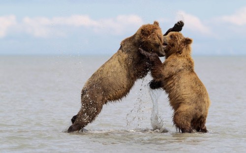 theanimalblog:  Two brown bears fight while porn pictures