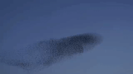 Murmuration