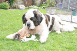 corgisandboobs:  thecatladyy:  airyairyquitecontrary:  presenting the safest kittens in the world  Oh dear god  St. Bernards are not real. They can’t be. 