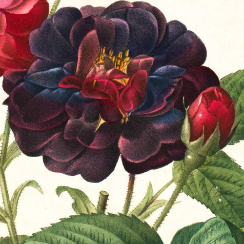 florealegiardini: Rosa Gallica Purpurea Velutina, Parva Rosier de France (detail), Pierre Joseph Red