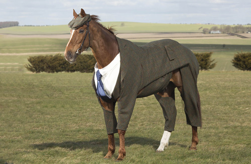 Porn gq:  Look at This Horse In a Suit Just look photos