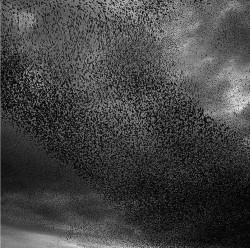 jtotheizzoe:  scienceisbeauty:  Photographer Richard Barnes captures the mesmerizing geometric patterns created by flocks of European starlings. Source: Beautiful and Eerie Photographs of Starlings in Flight (Smithsonian.com)  Feel the murmur(ation)