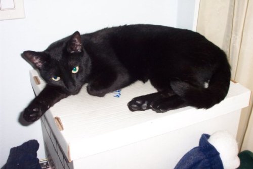 I am so sad my mom’s eldest cat passed. Bagheera was the first kitten Mama Kitty (my first cat we ad