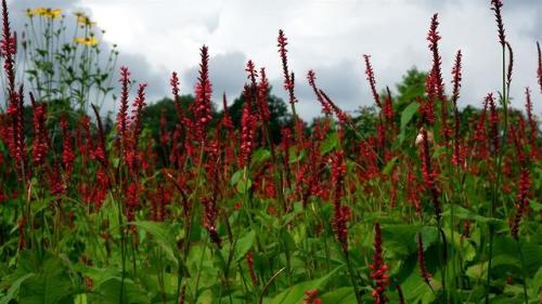 Beds and Borders - Persicaria.