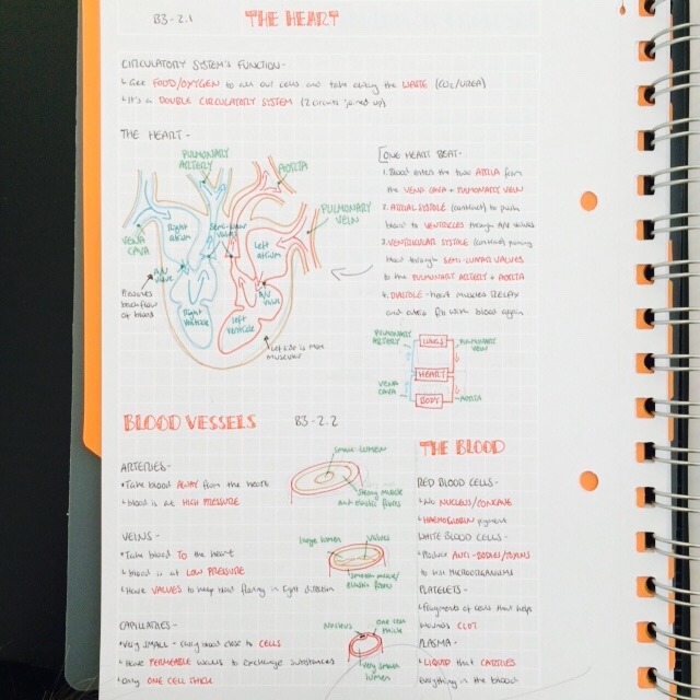 joolshallie:A few hours and a messy desk later the biology notes and review is done