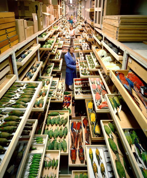 thingsorganizedneatly:  thingsorganizedneatly: The Smithsonian Museum of Natural History, Division of Birds Pictured here the famous “Feather Lady”, Roxie Collie Laybourne, and staff Yesterday was National Bird Day according to The Smithsonian’s