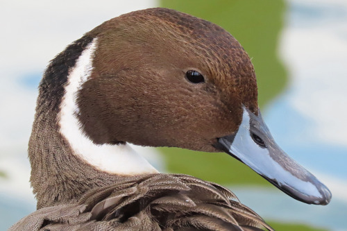 Ducks came back to Tokyo.