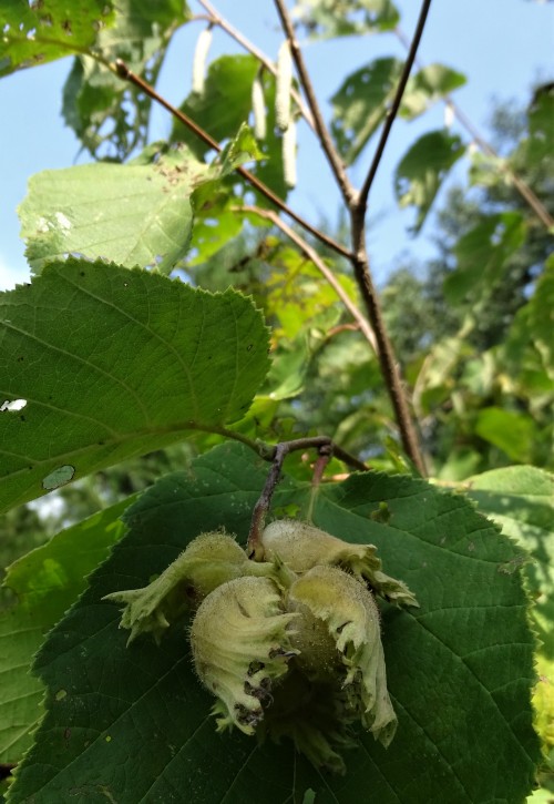 Our Hazelnut Shrub is nutting! Wow, had no idea the satchels looked so cute.About year 5 in the yard