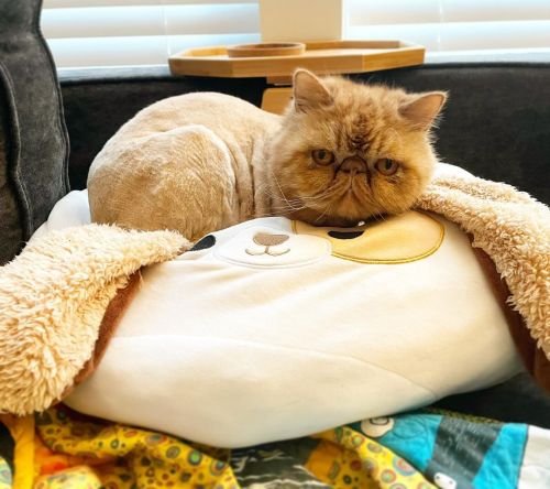 Enjoying that hot cat summer haircut! . . . #walker #exoticshorthair #persian #cutepetclub #catstagr